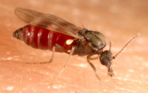 Culicoides (biting midge)